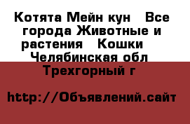 Котята Мейн кун - Все города Животные и растения » Кошки   . Челябинская обл.,Трехгорный г.